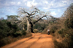 Halbwüste in Kenia