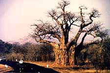 Ein riesieger Baobab am Straßenrand