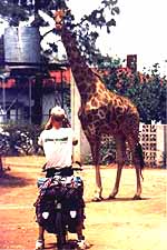 Die Giraffe auf der Tankstelle - Simbabwe